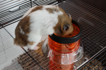 Hamster entering the Lift n Twist Tube that connects the Qutes tiers