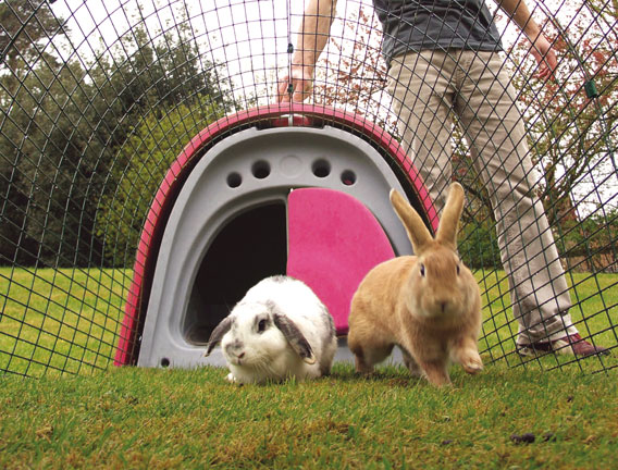 Rabbits inside the run of an Eglu Classic Rabbit Hutch.