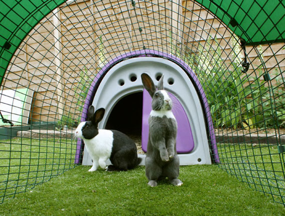 Eglu rabbit outlet
