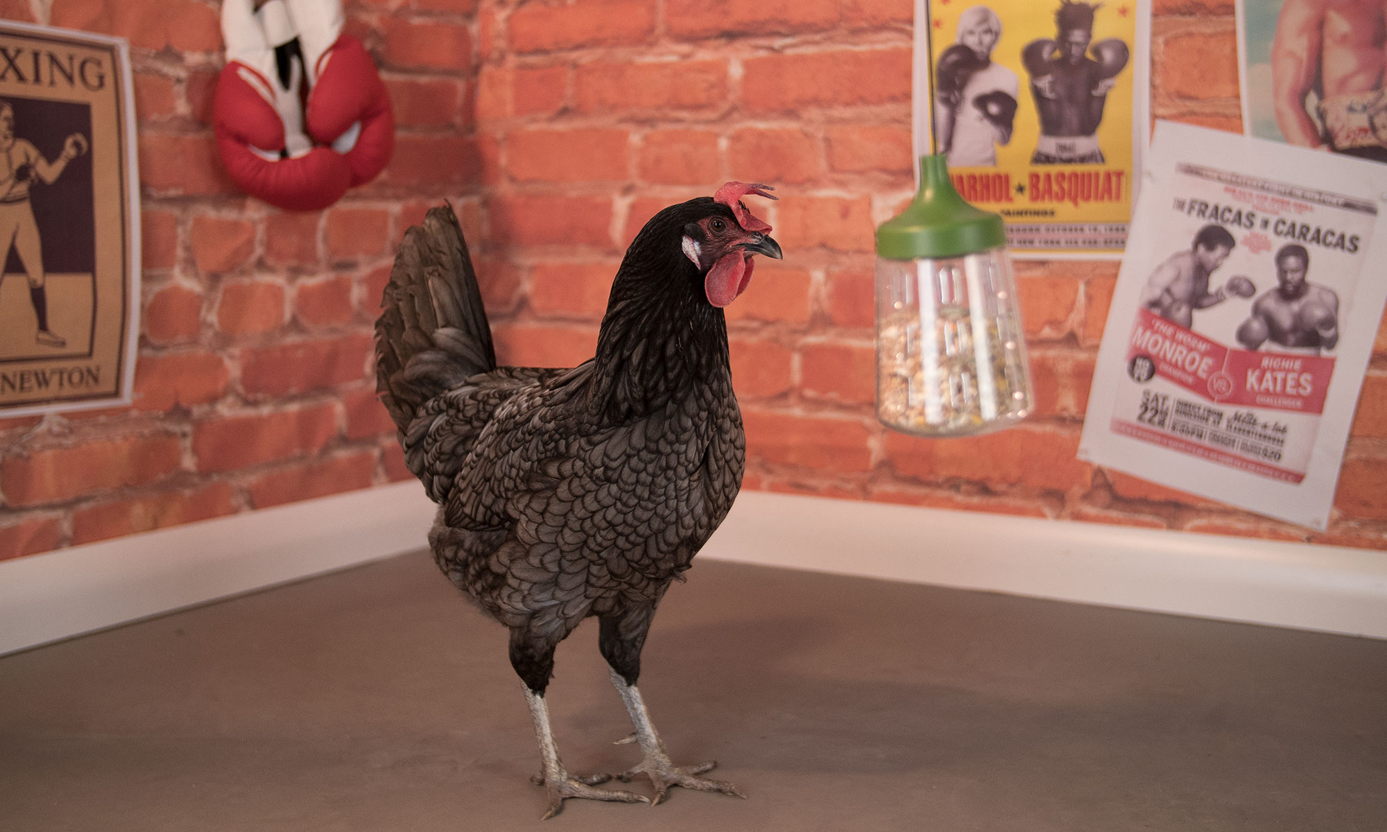 The Rocky Peck Toy being pecked by a chicken