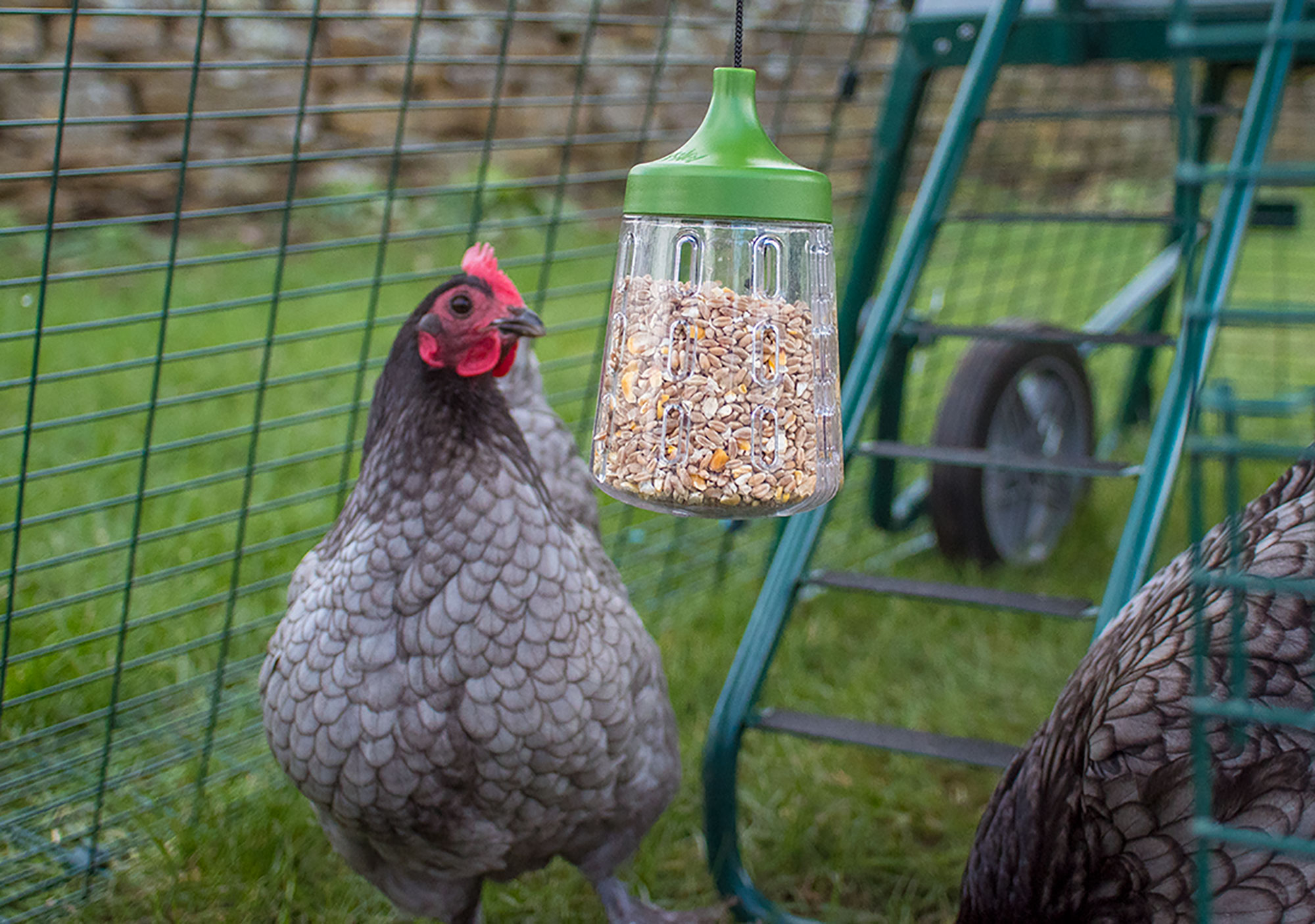 Chickens enjoy using their Rocky Peck Toy