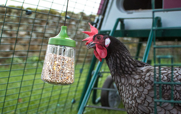 Chicken treat dispenser 2025