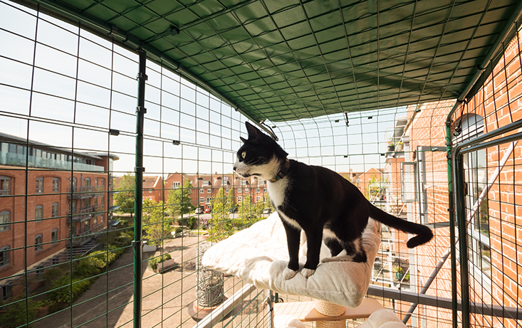 Cat Balcony Enclosure The Ultimate Urban Cat Run Omlet