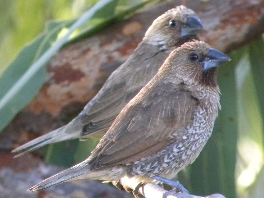 Scaly-breasted munia or spice finch