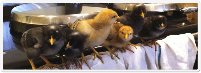 Chickens
