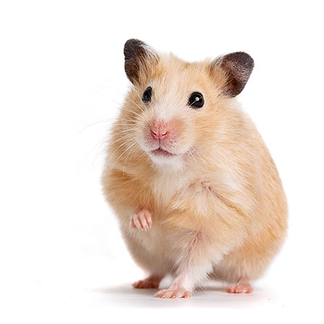 Syrian hamsters