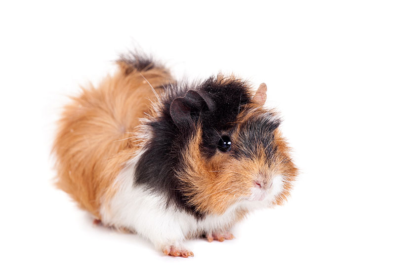 Training guinea pigs not to bite