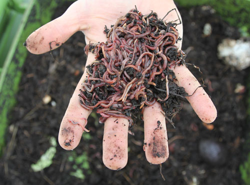 A_handful_of_worms_ready_for_the_compost_pile
