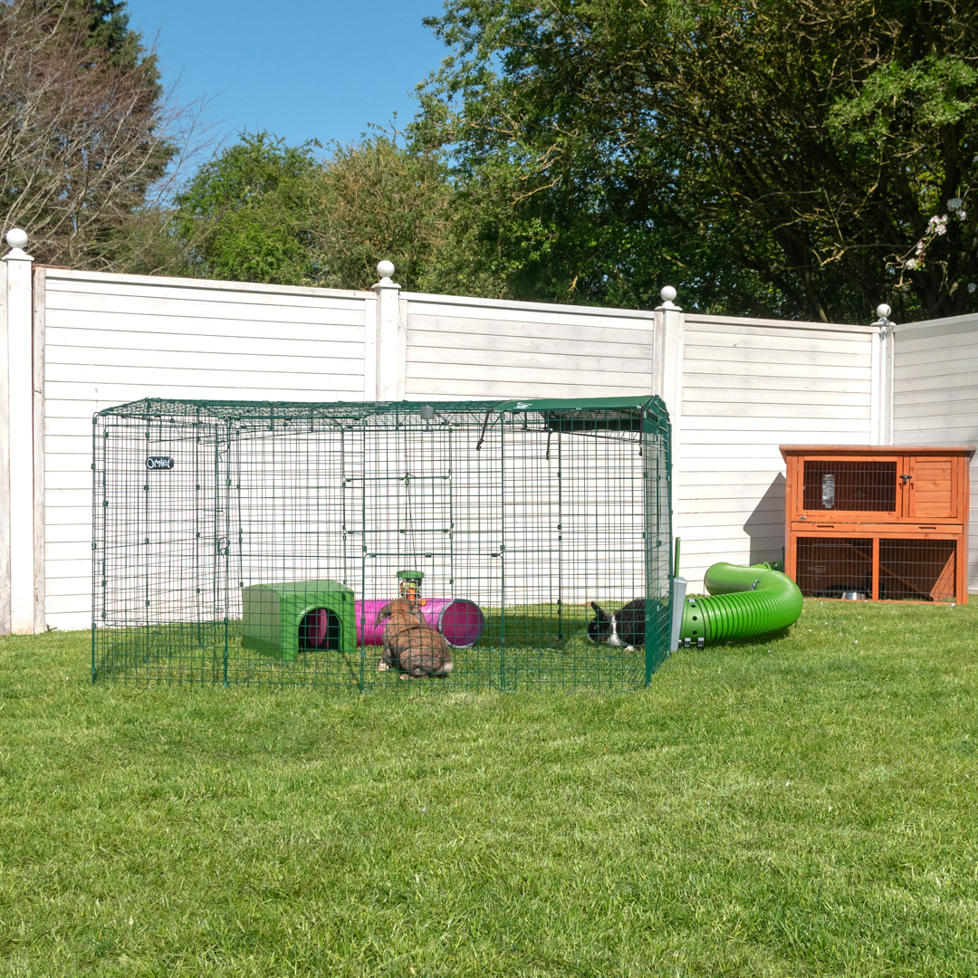 Rabbits in their Lo-Rise Omlet Outdoor Rabbit Run