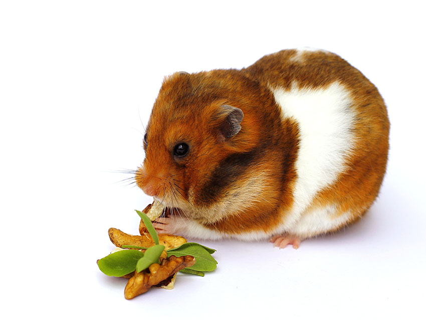 Veterinarians Answer Questions About Hamsters You're Scared to Ask