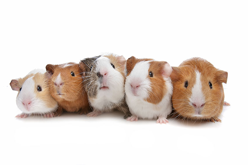 How Much Does Guinea Pig Neutering Cost? Should I Get Guinea Pigs?
