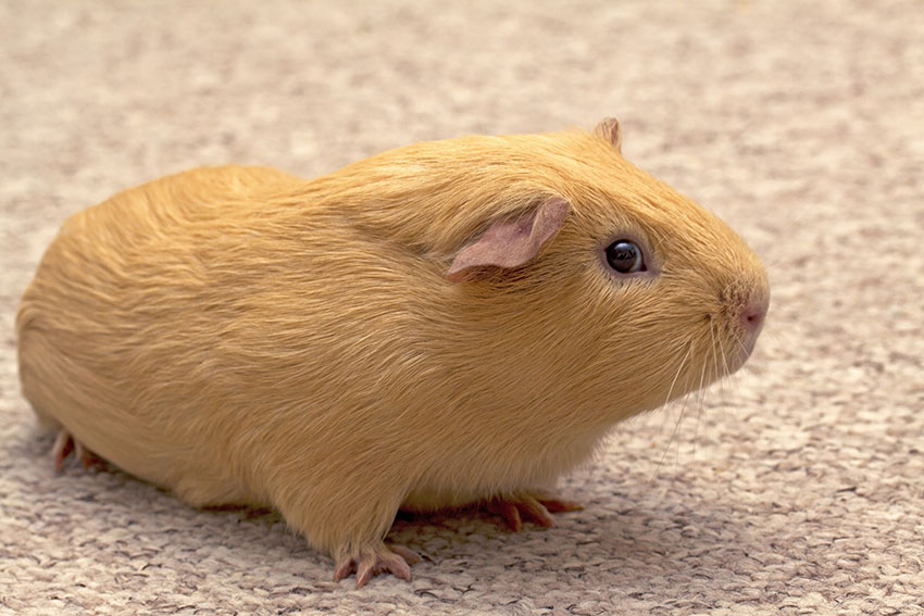 a guinea pig roaming