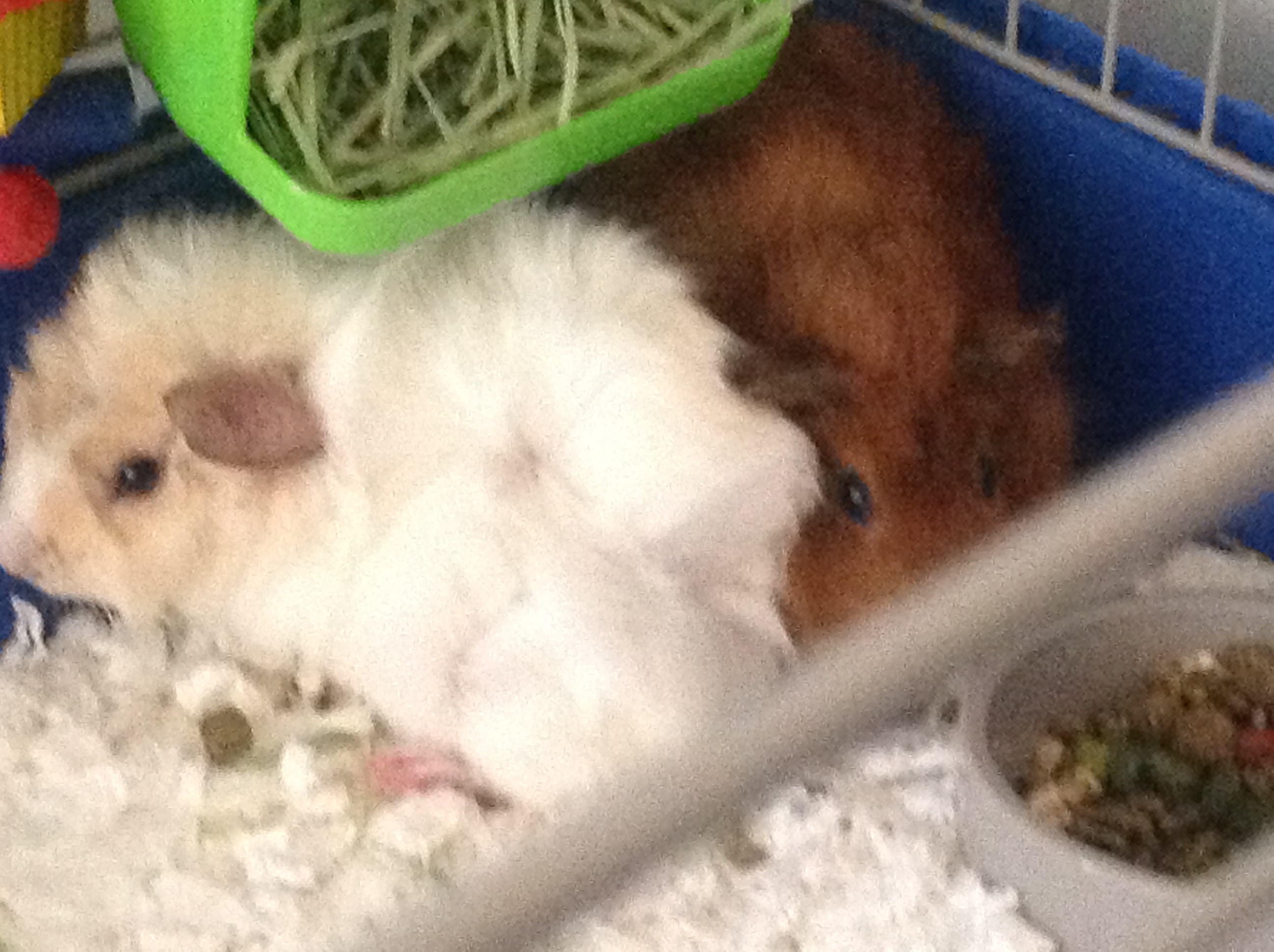 Abyssinian For Sale | Guinea Pigs | Breed Information | Omlet Abyssinian For Sale | Guinea Pigs | Breed Information | Omlet