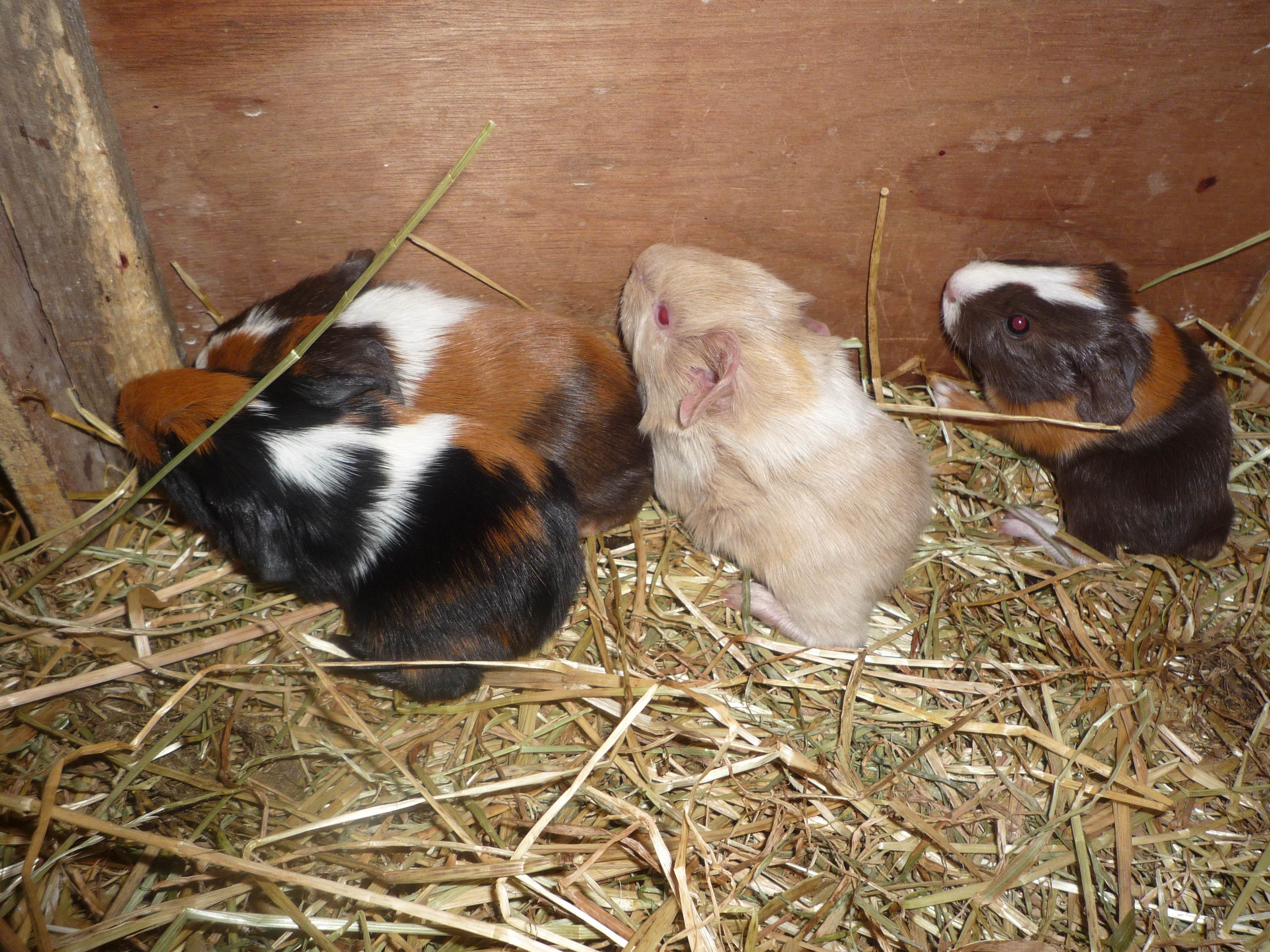 Abyssinian For Sale | Guinea Pigs | Breed Information | Omlet Abyssinian For Sale | Guinea Pigs | Breed Information | Omlet