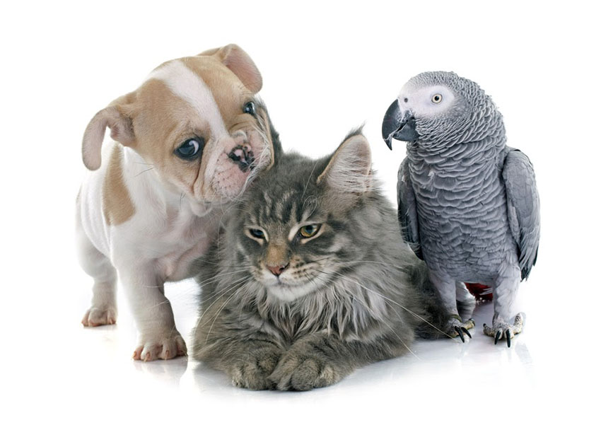 African Grey Parrot with cat and dog