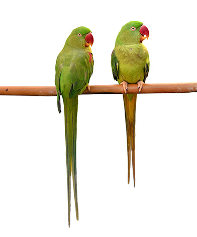 Alexandrine Parakeet pair