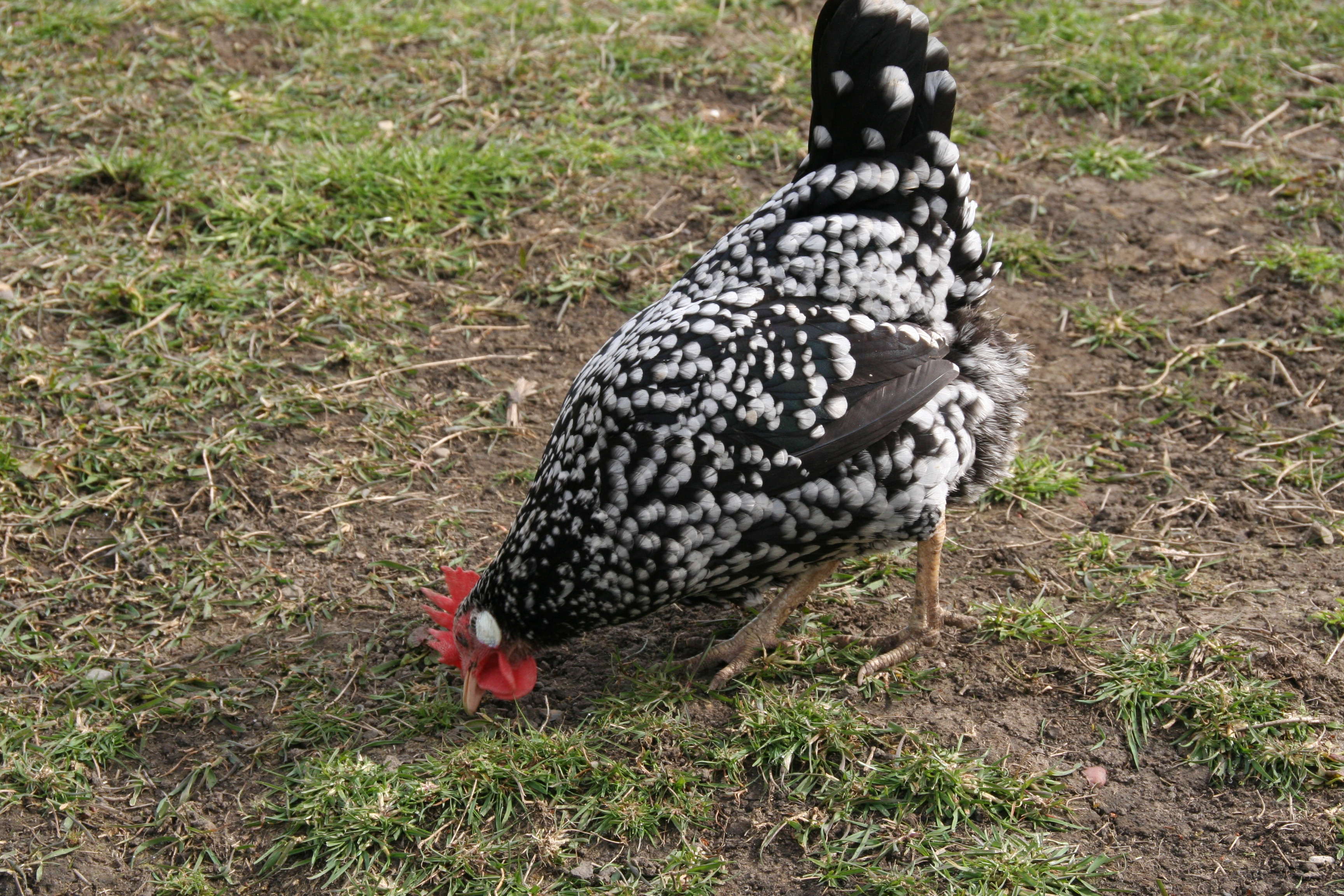 Ancona For Sale Chickens Breed Information Omlet