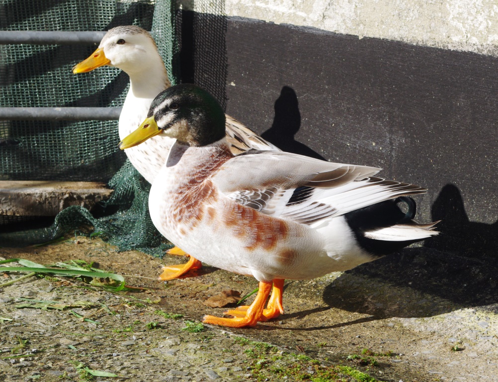 Appleyard Ducks Breed Information Omlet