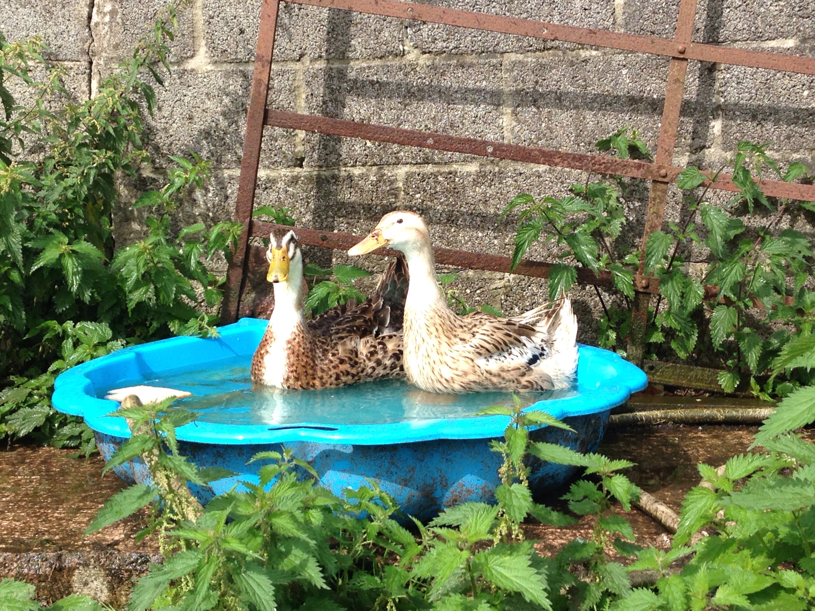 Appleyard Ducks Breed Information Omlet