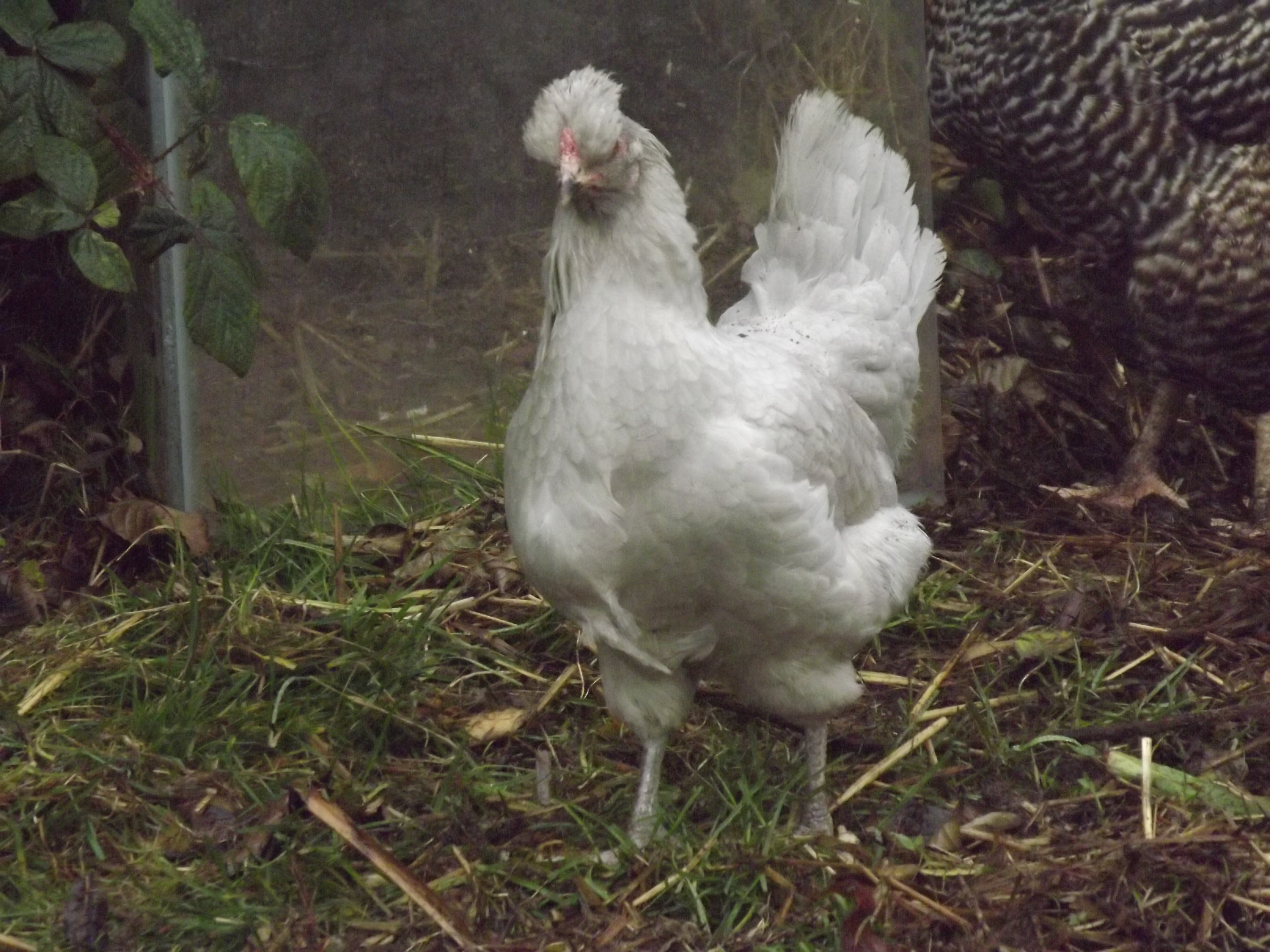 Араукана Порода Кур Фото