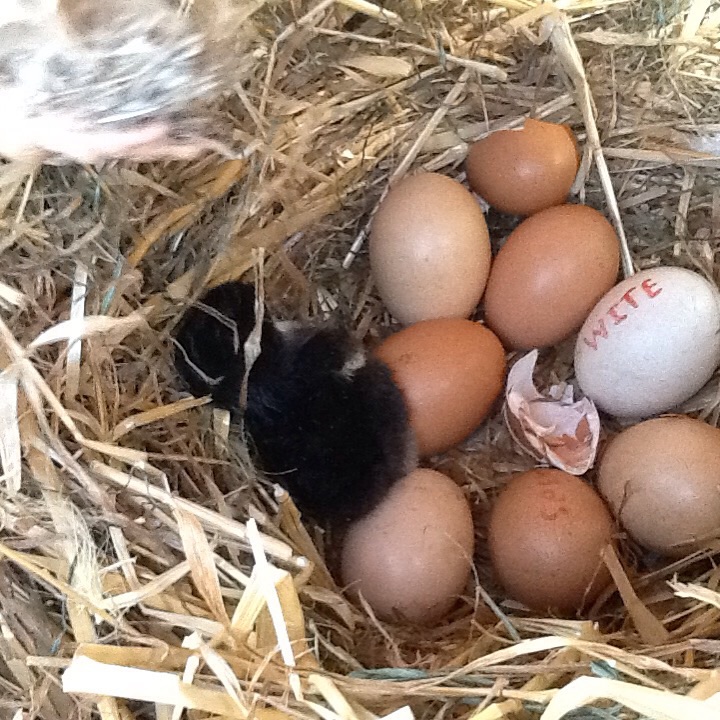 Australorps For Sale Chickens Breed Information Omlet