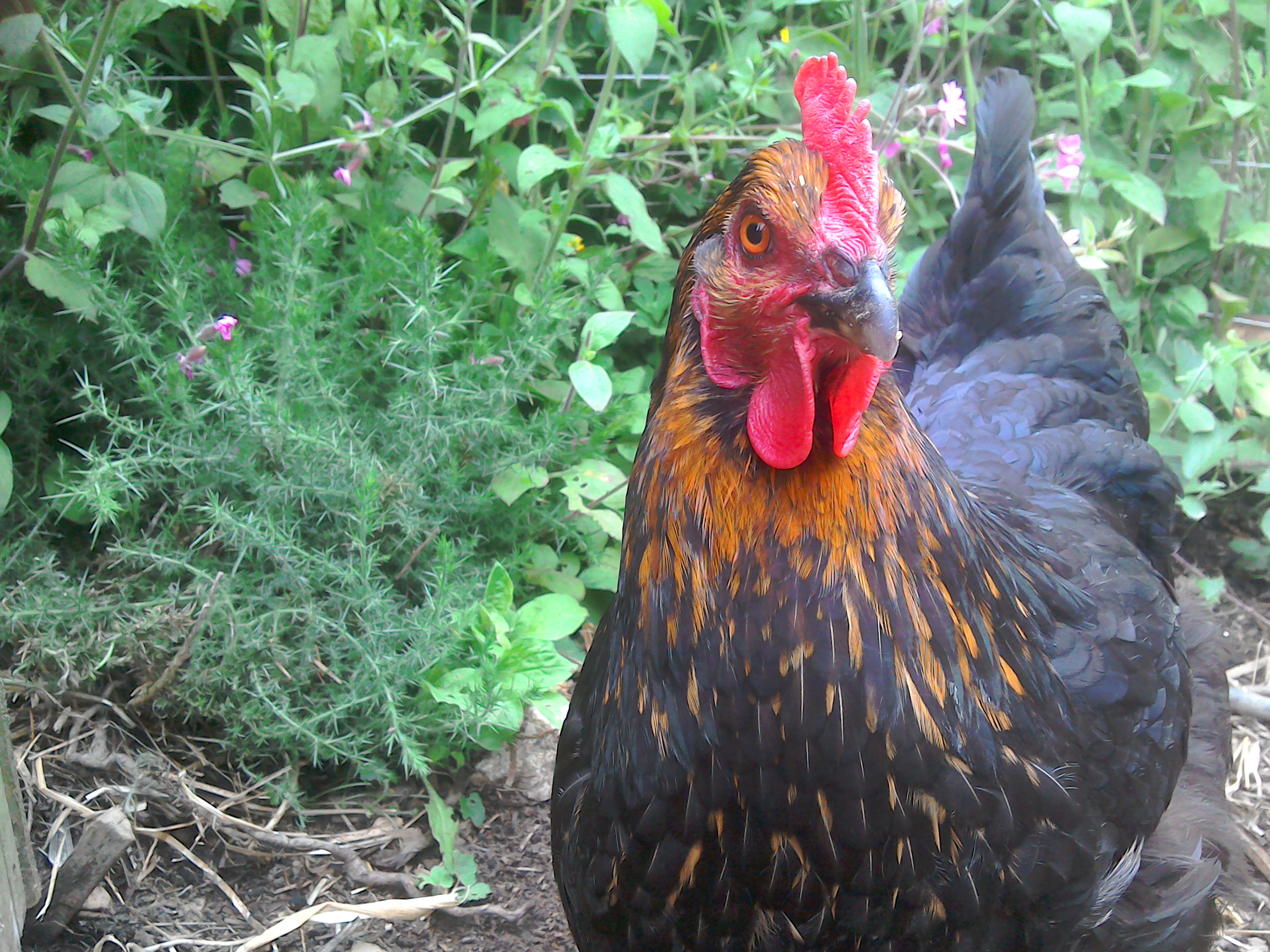 Australorps For Sale Chickens Breed Information Omlet