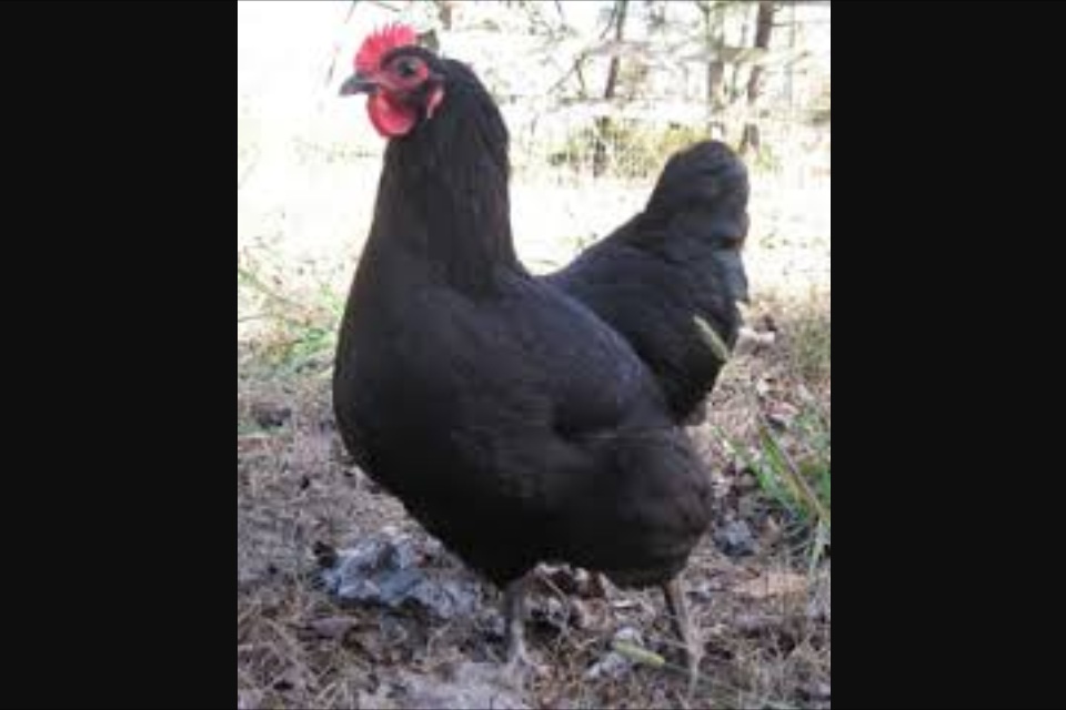 Australorps For Sale Chickens Breed Information Omlet