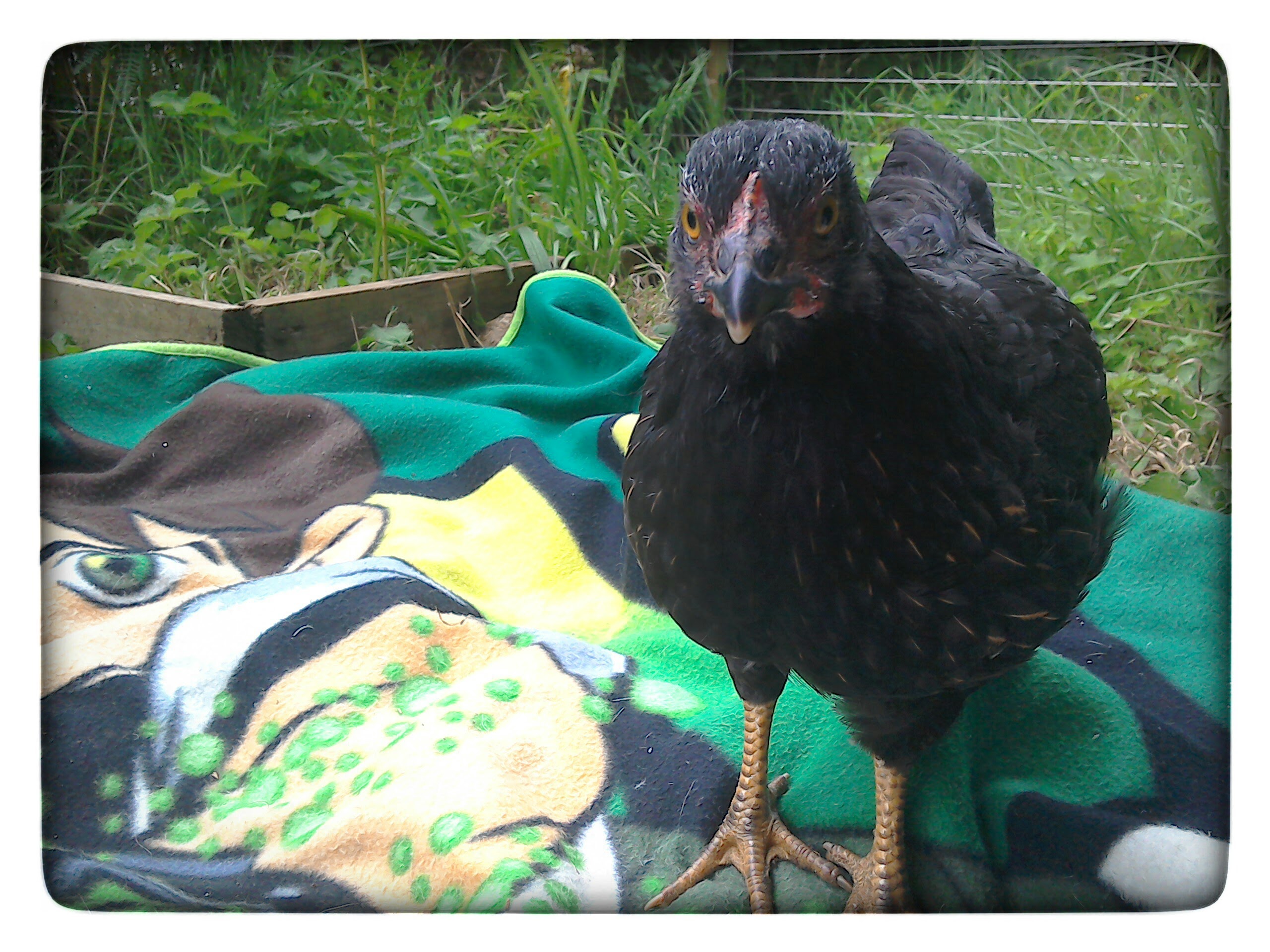 Australorps For Sale Chickens Breed Information Omlet
