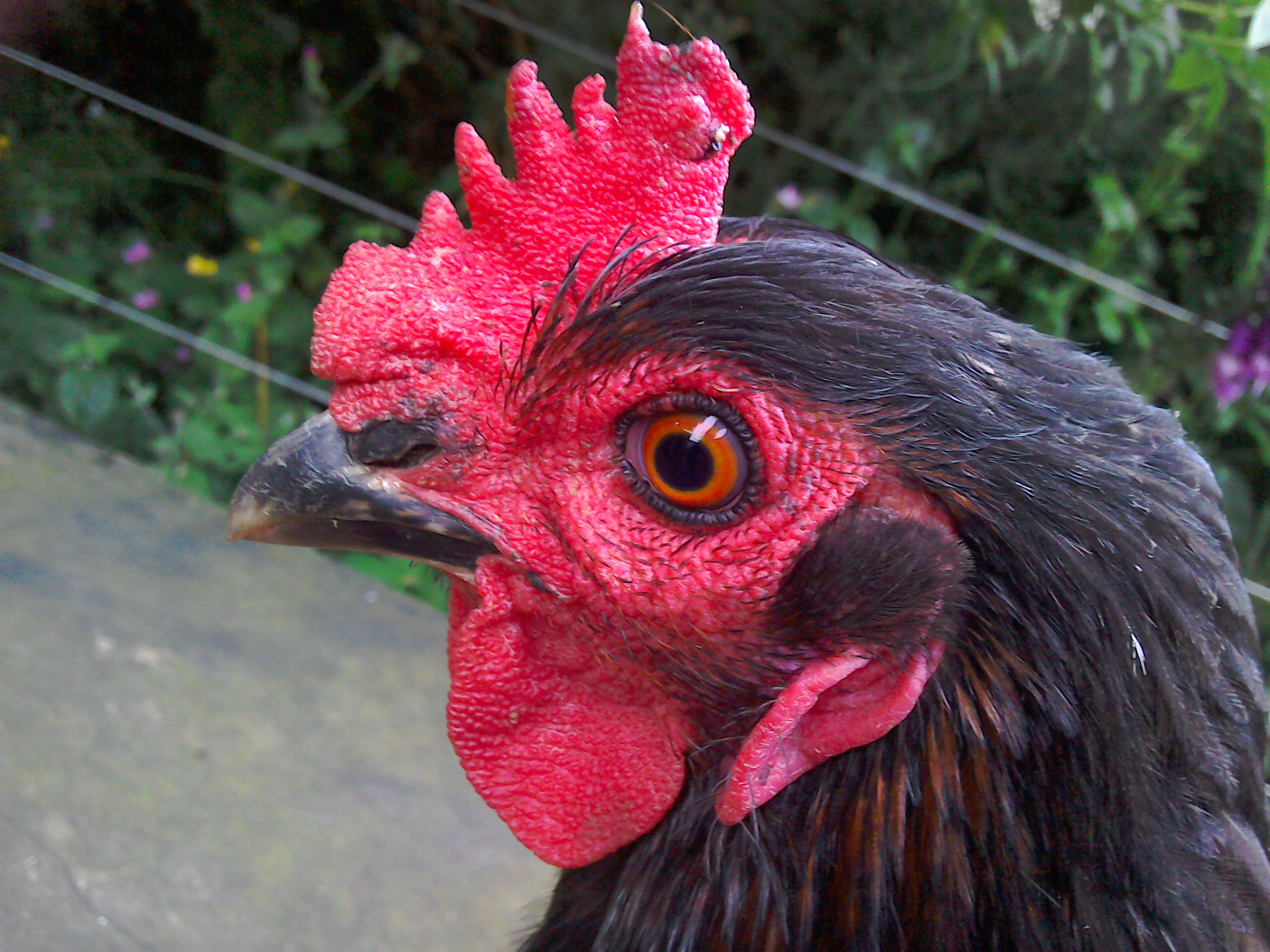 Australorps For Sale Chickens Breed Information Omlet Australorps For Sale Chickens Breed Information Omlet