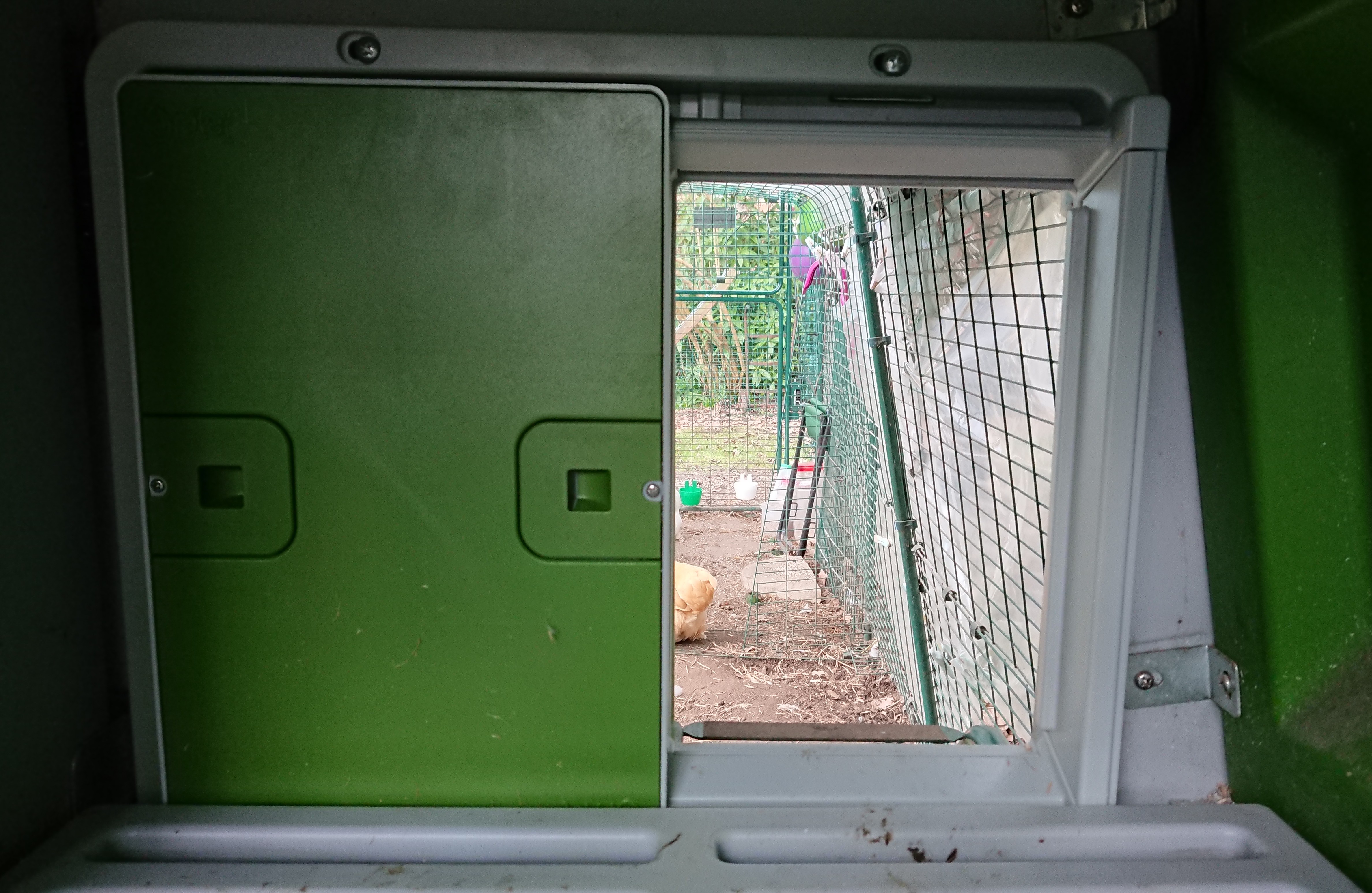 Automatic Chicken Coop Door Opener Omlet