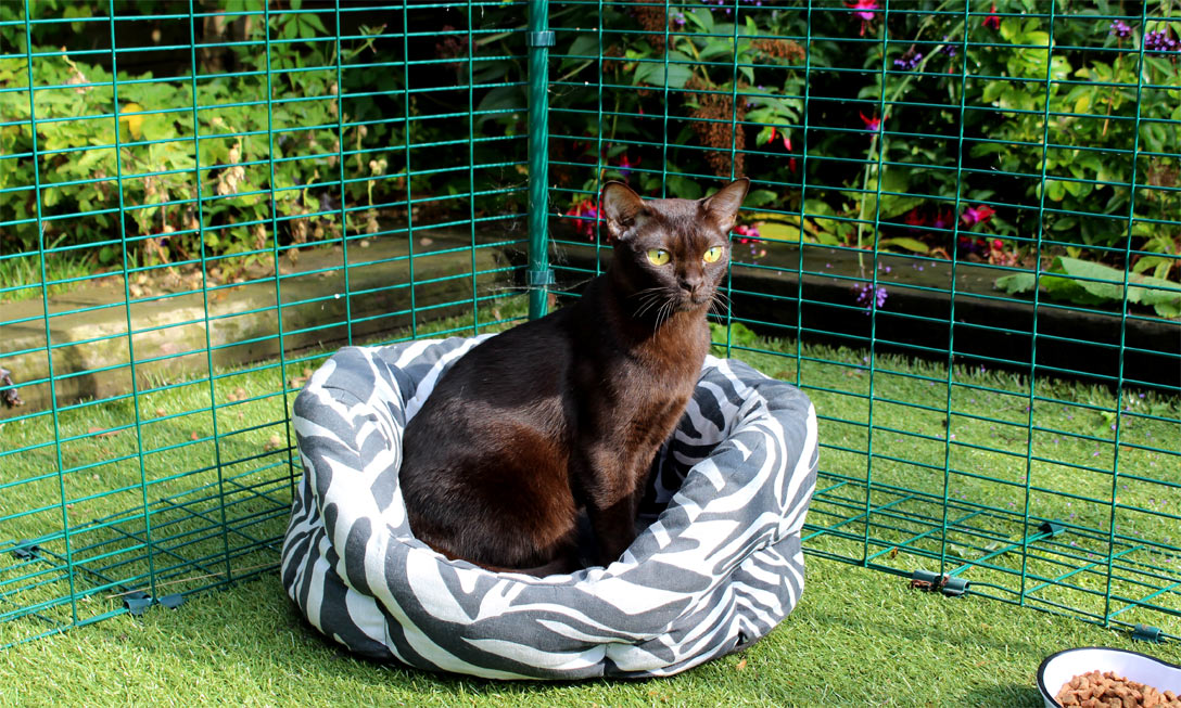 omlet catio