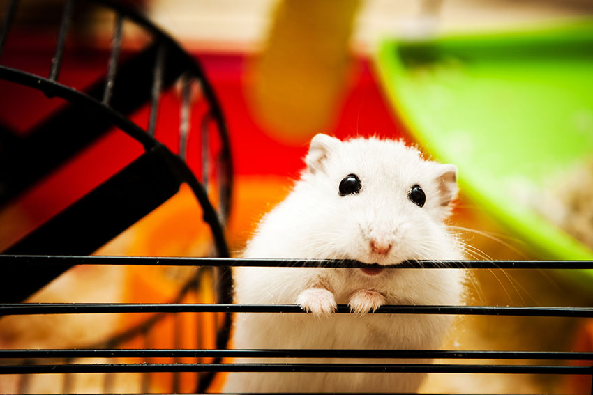 Tips and Tricks to Find a Lost Hamster