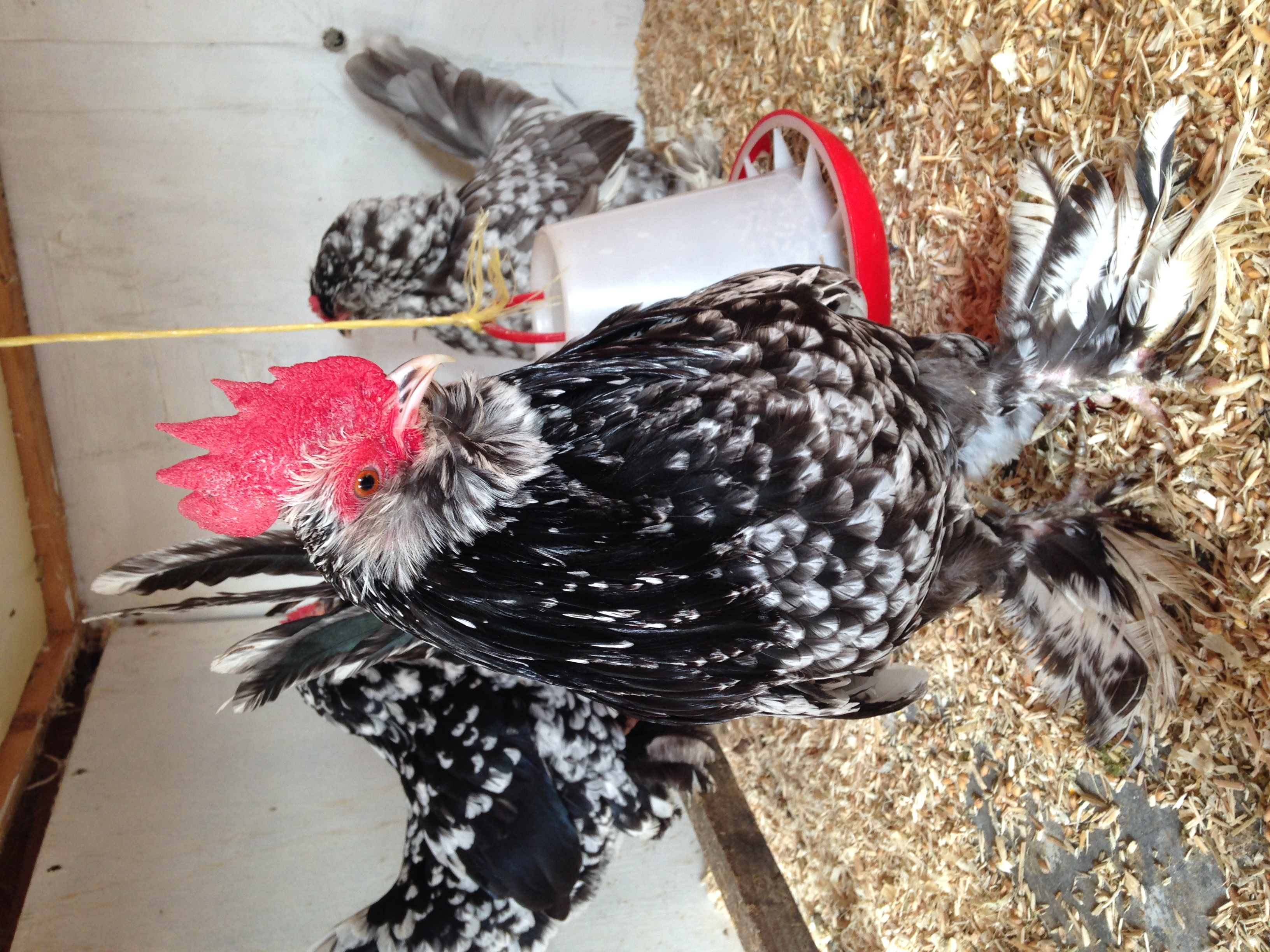 Barbu d'Uccle For Sale Chickens Breed Information Omlet