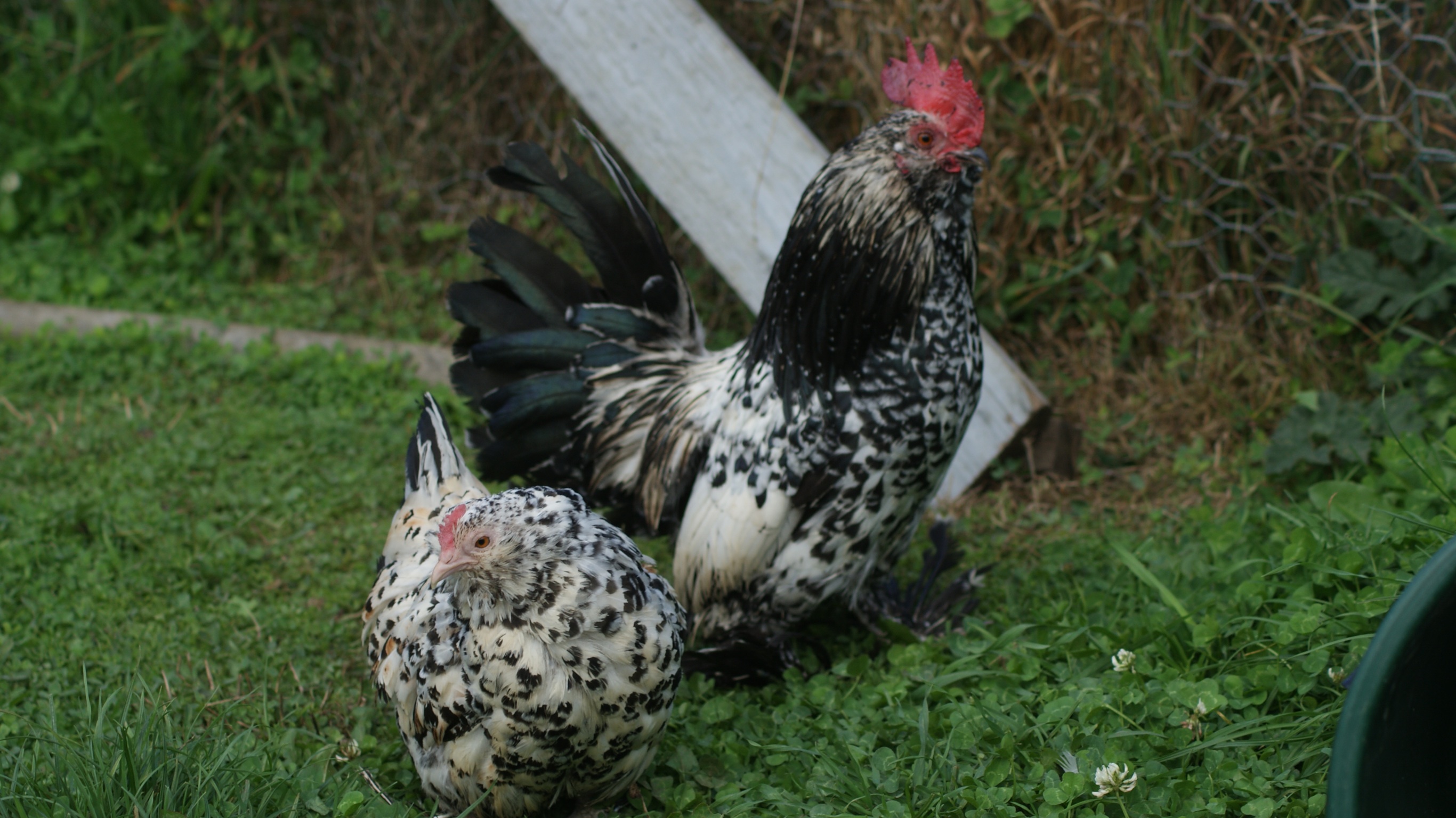Barbu d'Uccle For Sale | Chickens | Breed Information | Omlet