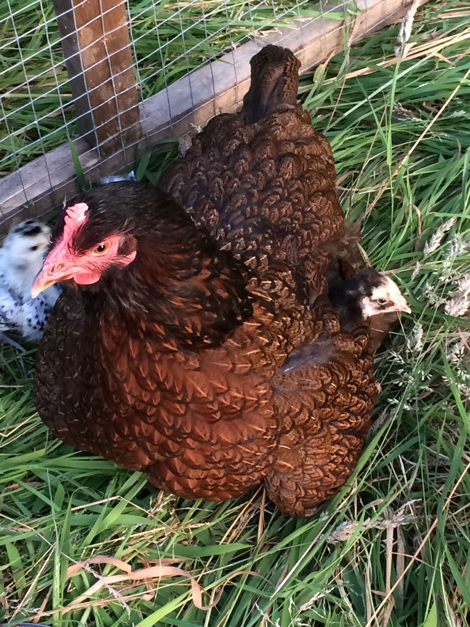 Barnevelder For Sale Chickens Breed Information Omlet