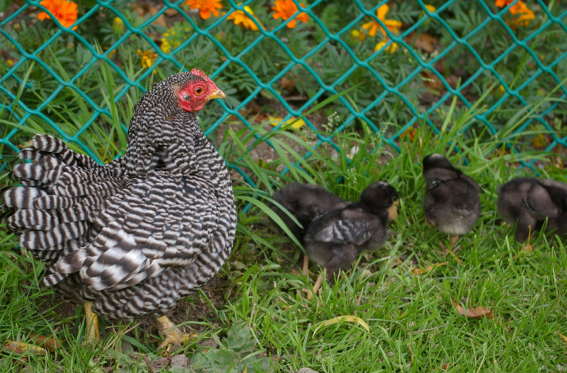 Plymouth Rock Bantam For Sale Chickens Breed Information Omlet