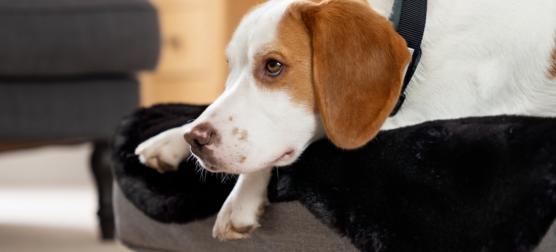 Beagle lying on top of the Omlet Topology Dog Bed