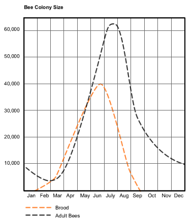 Bee_colony_size