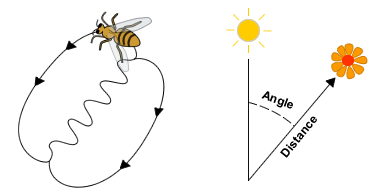 A_honey_bee_waggle_dance