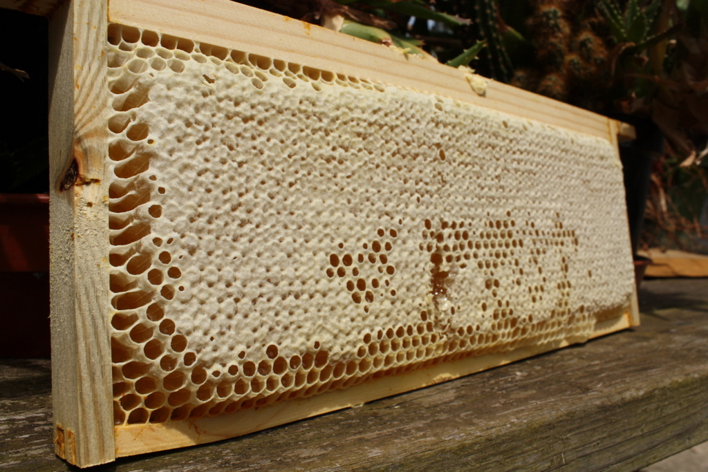 How To Read The Frames Beekeeping Bees Guide Omlet UK
