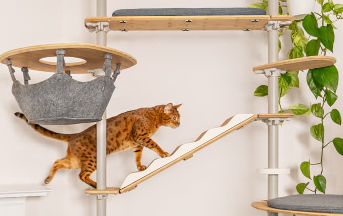 A bengal cat climbing up a cat tree