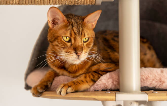 A bengal pedigree cat resting in a grey den