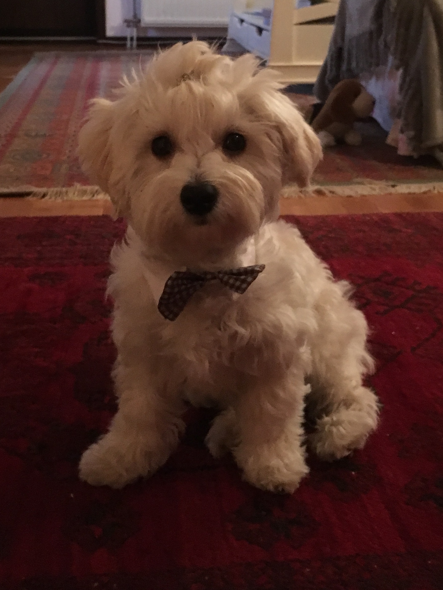 Havanese Dogs Breed Information Omlet