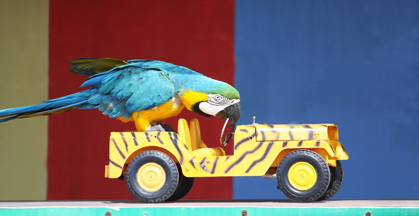 Blue-and-gold macaw playing