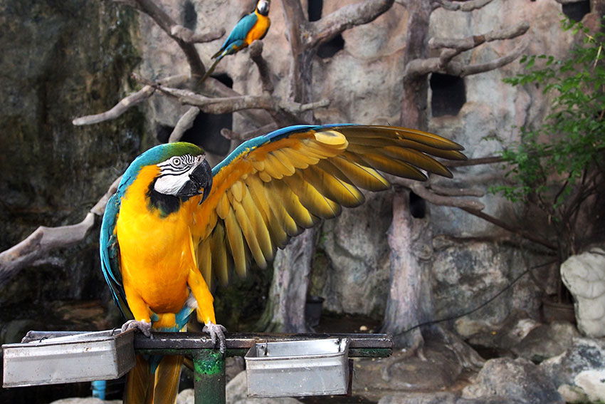 Blue and Yellow Macaw