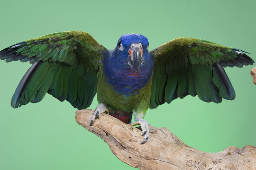 blue-headed-parrot-wings