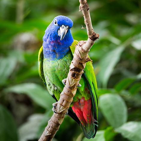 Blue headed parrot in aviary