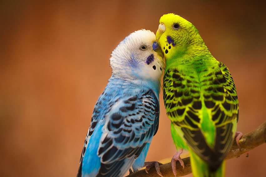 blue and green budgie pair