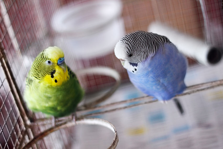 cock and hen together in a cage