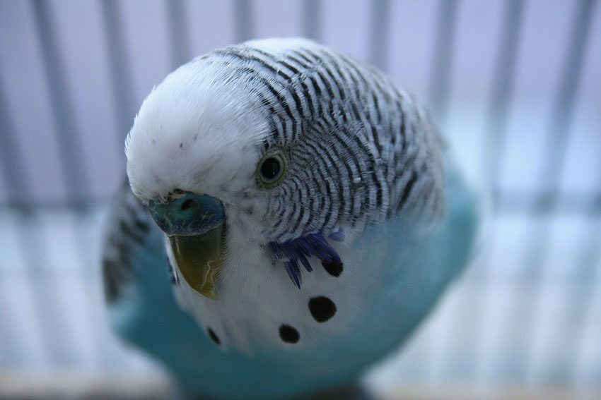 Blue budgie closeup